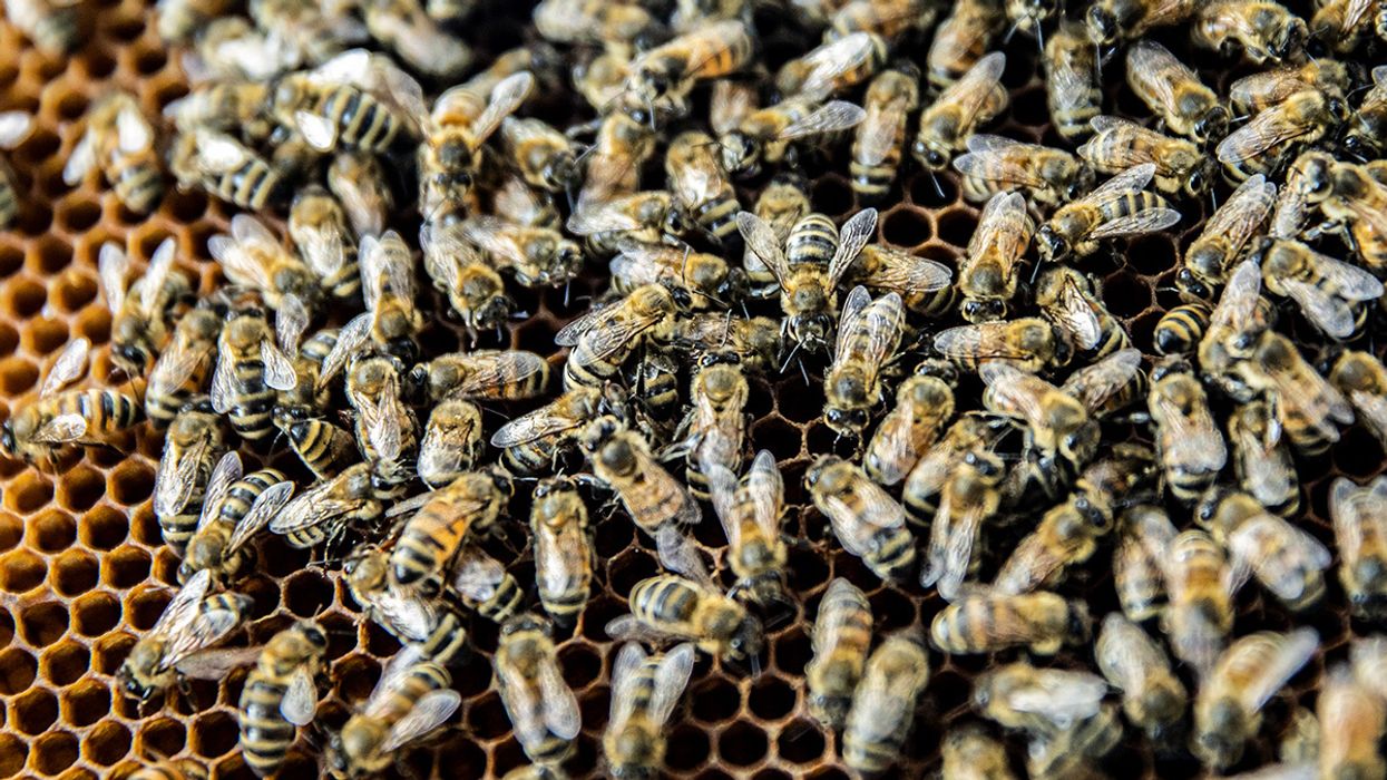 Deadly Pathogen Alters Honey Bee Behavior to Gain Access to Foreign Hives, Researchers Find