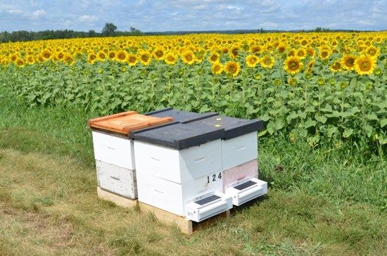 Bee Vectoring Technologies Enters State-Funded Trial in Sunflower Crops with North Dakota State University