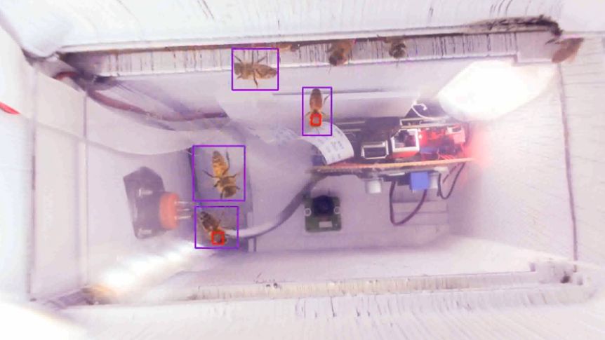 Engineers brought together by Mars are now using technology to save Australia's bees from devastating varroa mites