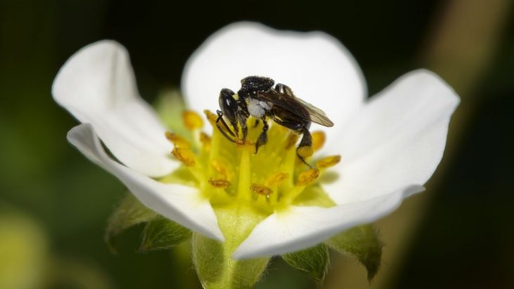 Australia’s Native Bees Are So Damn Precious, New Study Shows