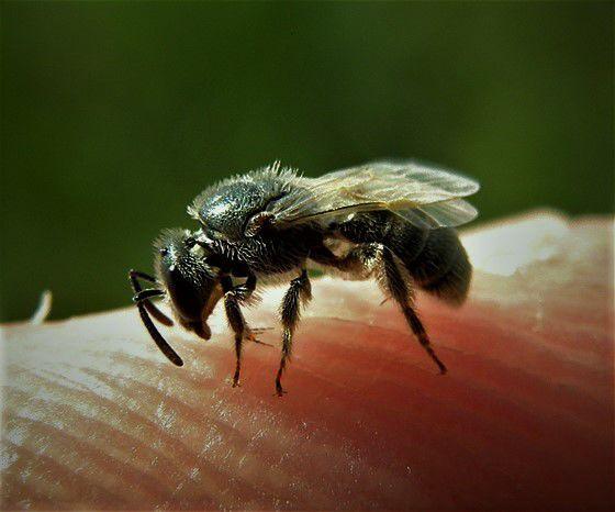 Don’t sweat these bees or, less so, flies