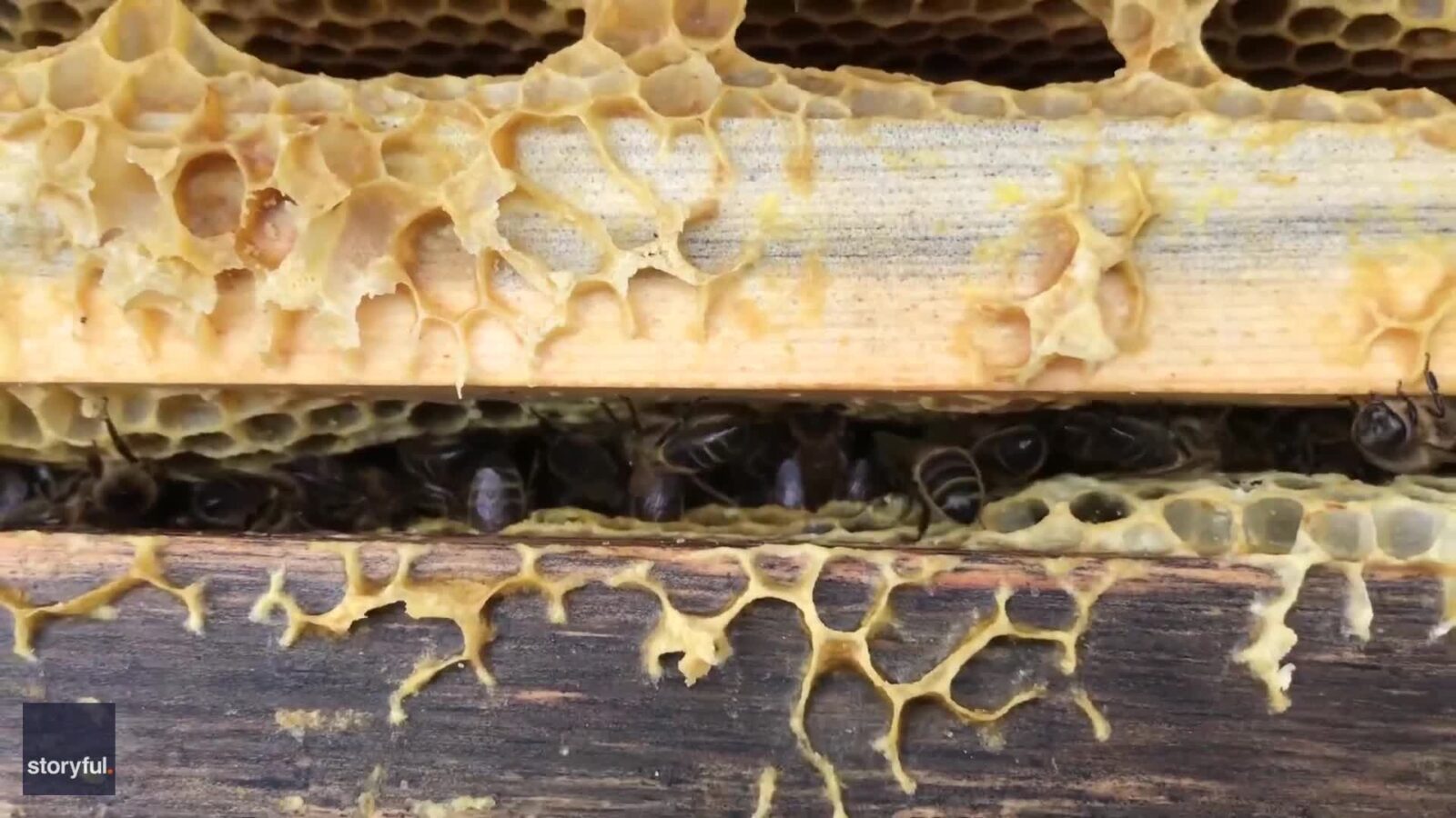 Bee-utiful! Take a Sneak Peek Inside a Lego Beehive