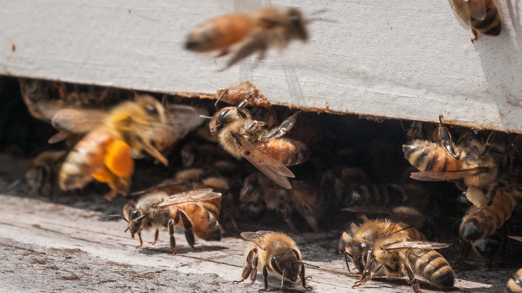 Researchers Developing New Methods to Detect Pesticide Contamination in Bee Hives