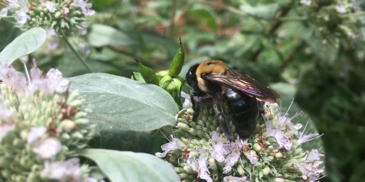 How To Participate In Georgia’s Upcoming Census Of Bees And Butterflies