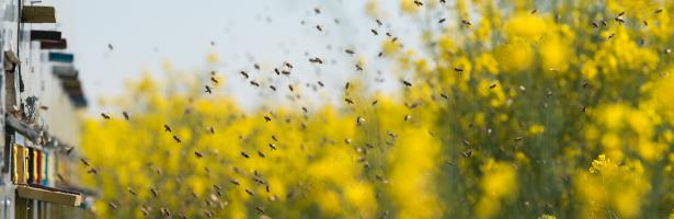 Pesticides and bees: evidence on mortality rates reviewed