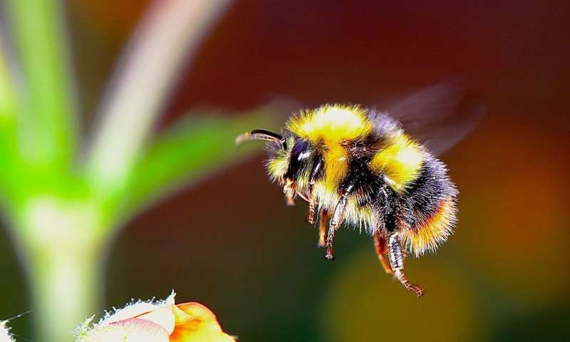 More flowers and pollinator diversity could help protect bees from parasites