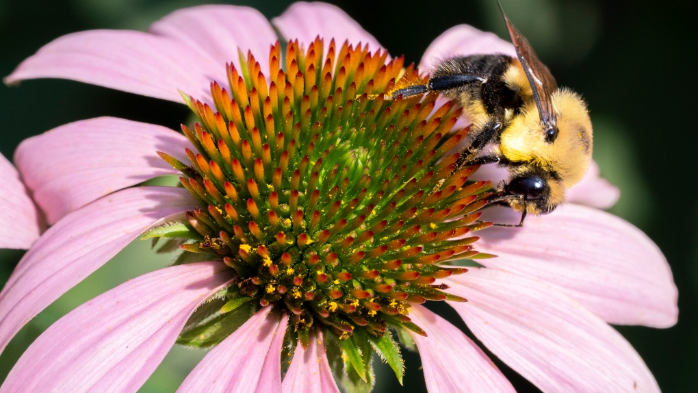 Plant a seed, help a bee: Experts urge Canadians to plant wildflowers to save bees from decline