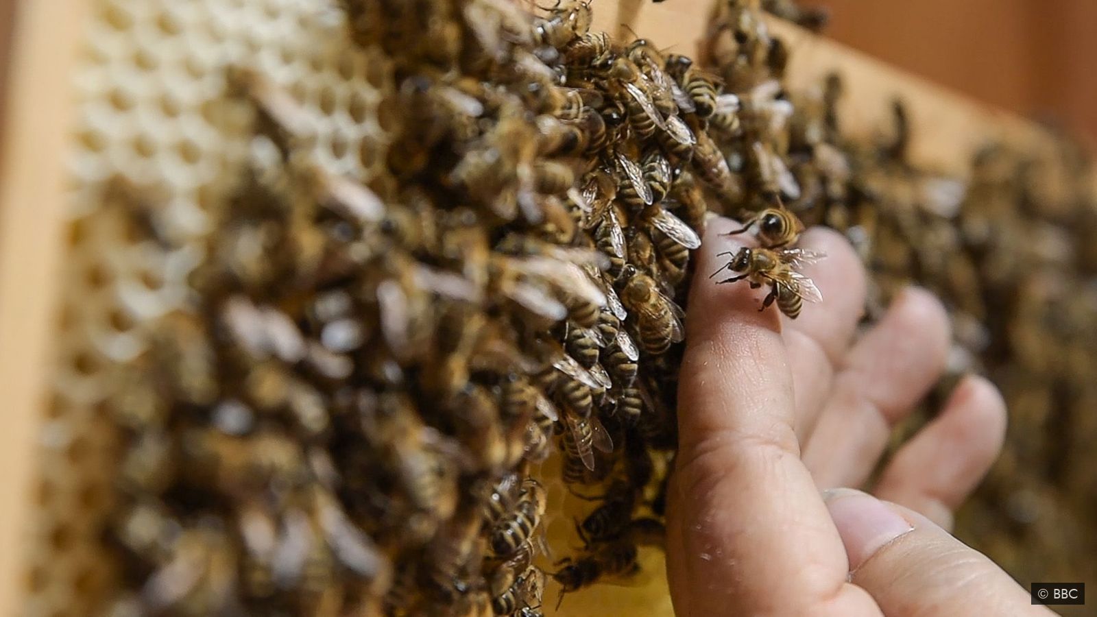 How Slovenia uses the sound of bees to relax