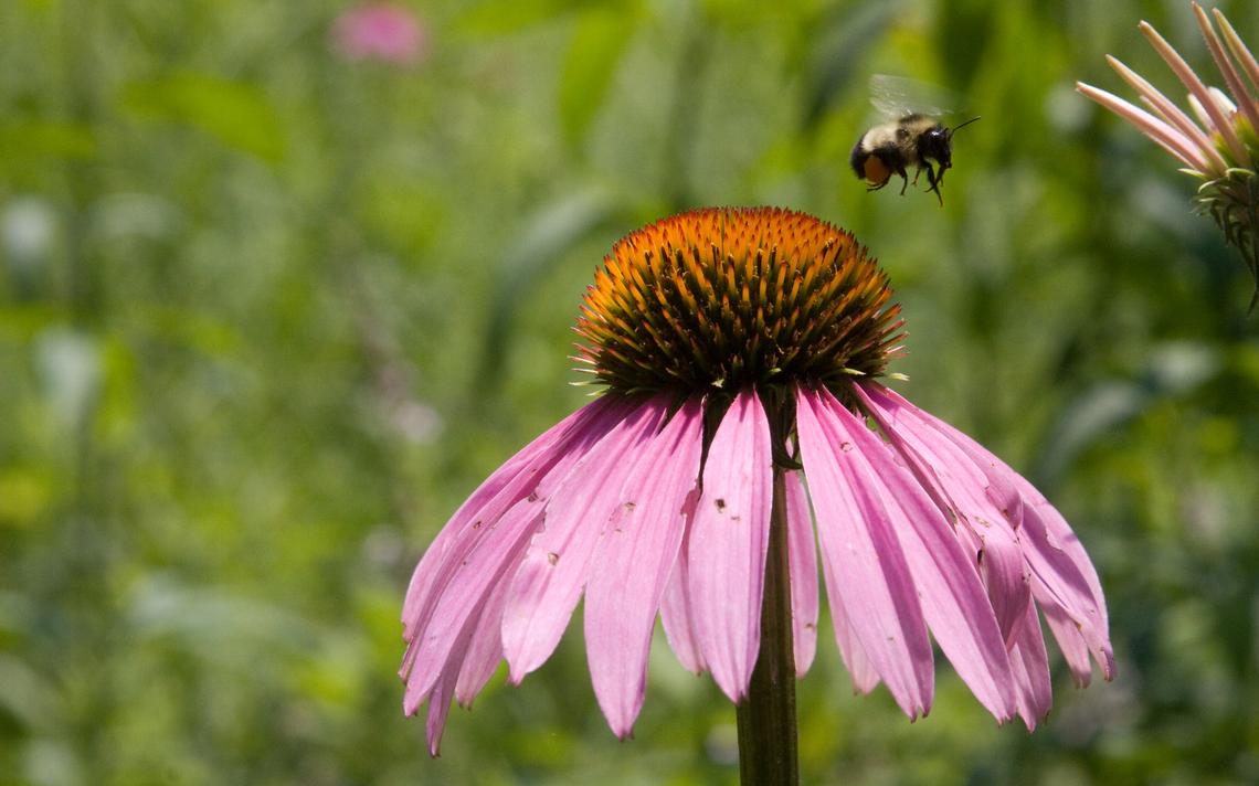8 things you might not know about bees