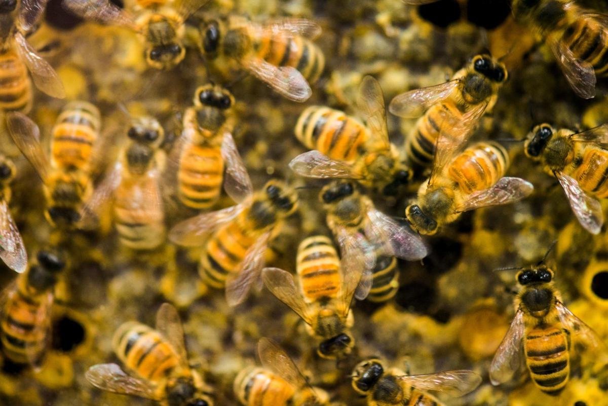 Honey bee colonies up in winter, down in spring