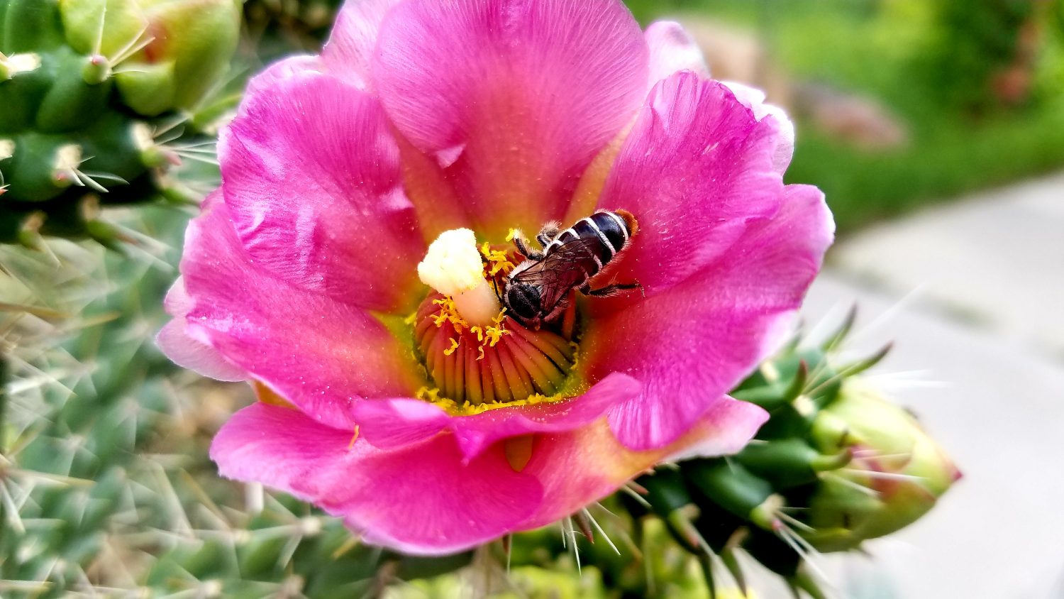 How to create a bee-friendly garden in Denver to support Colorado’s more than 900 native species