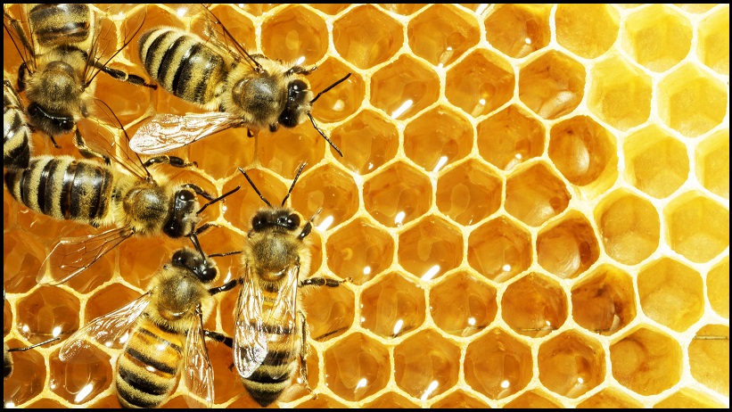 How AI will save our bees