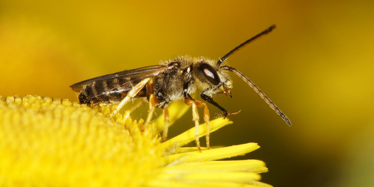 How to Get Rid of Sweat Bees When They Won’t Leave You Alone, According to Experts
