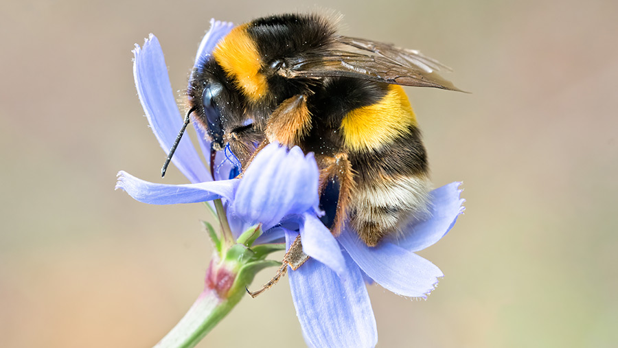 £5,000 grants on offer in south-east England to support bees