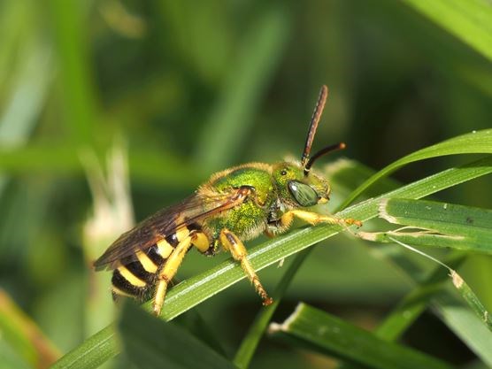 ‘Bee lawns’ great for winged pollinators