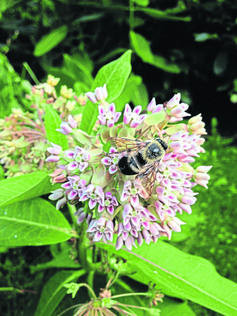 They really are counting bumble bees, and they need your help