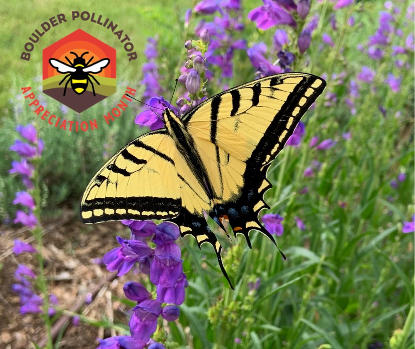 Virtual Bee Boulder Festival Saturday, Sept. 12