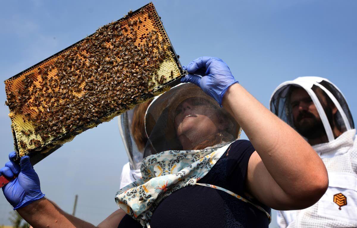 Group helps struggling bee populations