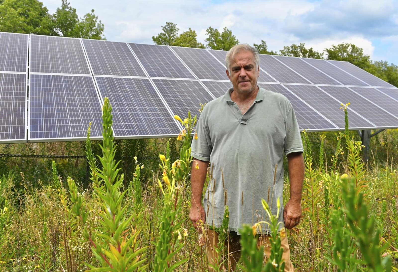 Bee friendly: Solar firms look to help pollinators