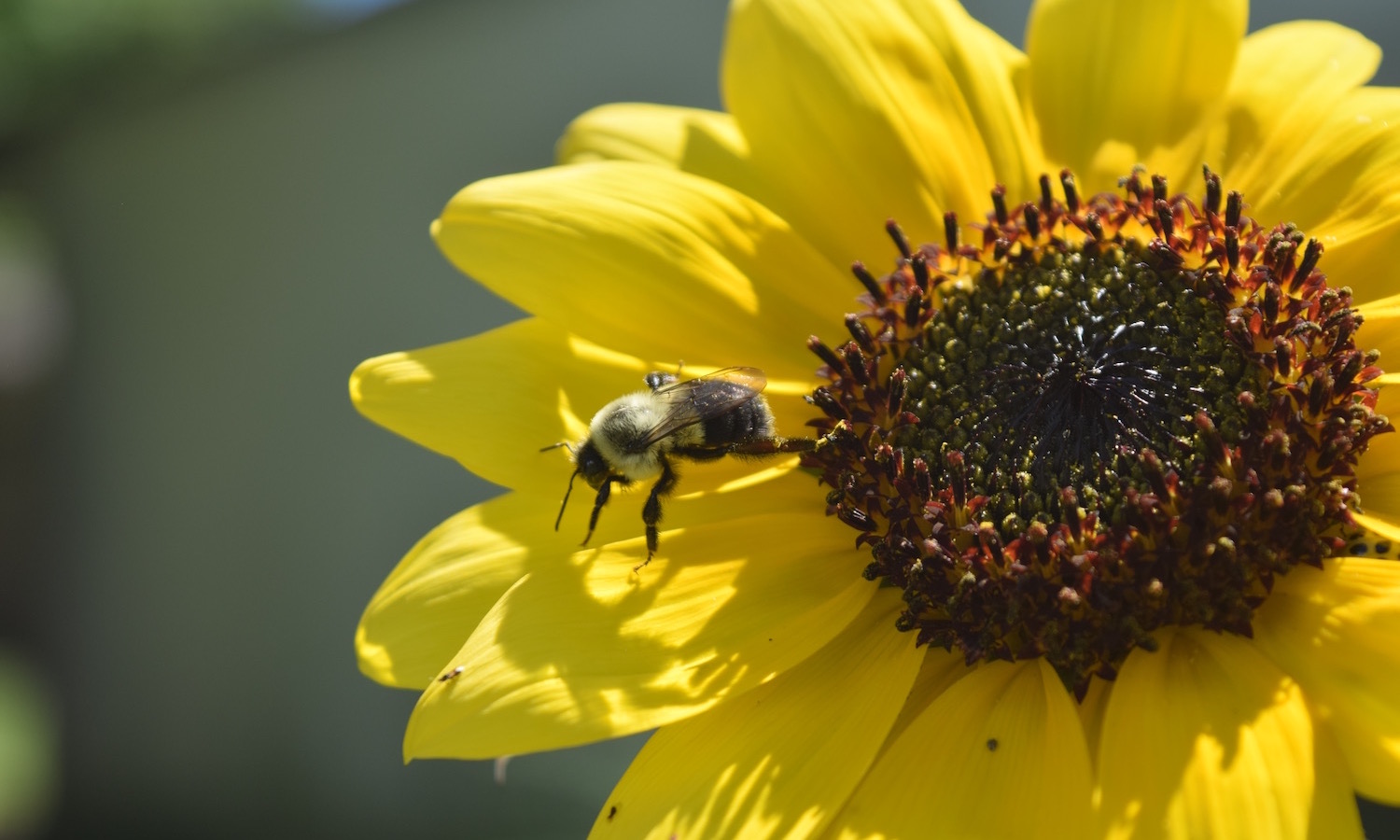 15 Organizations and Initiatives Helping to Save the Bees