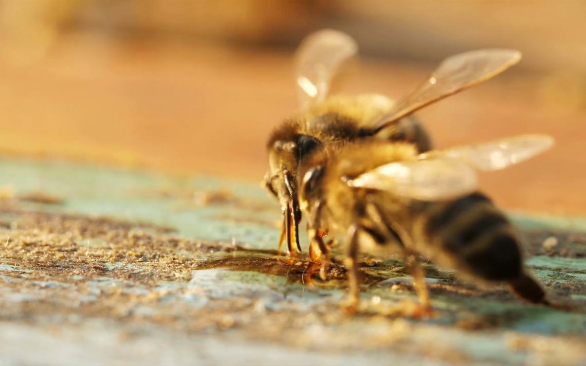 Byron, Minn., approves keeping bees in the city