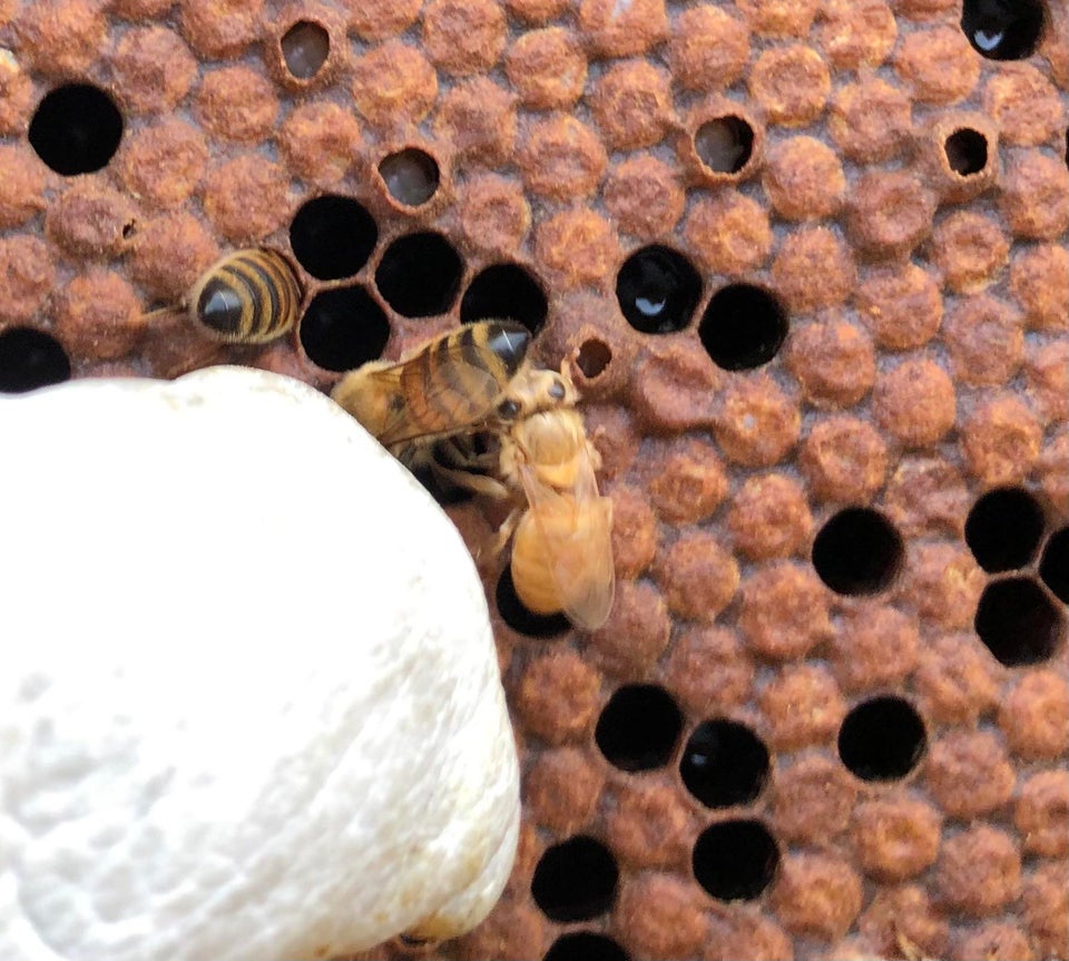Today we found a white bee. I think it was a newborn but the color it’s kind of strange. Anybody have some clues why she is white?