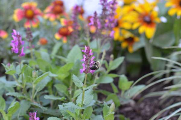 ‘If you plant it they will come’: Bee and butterfly garden projects are flourishing across communities