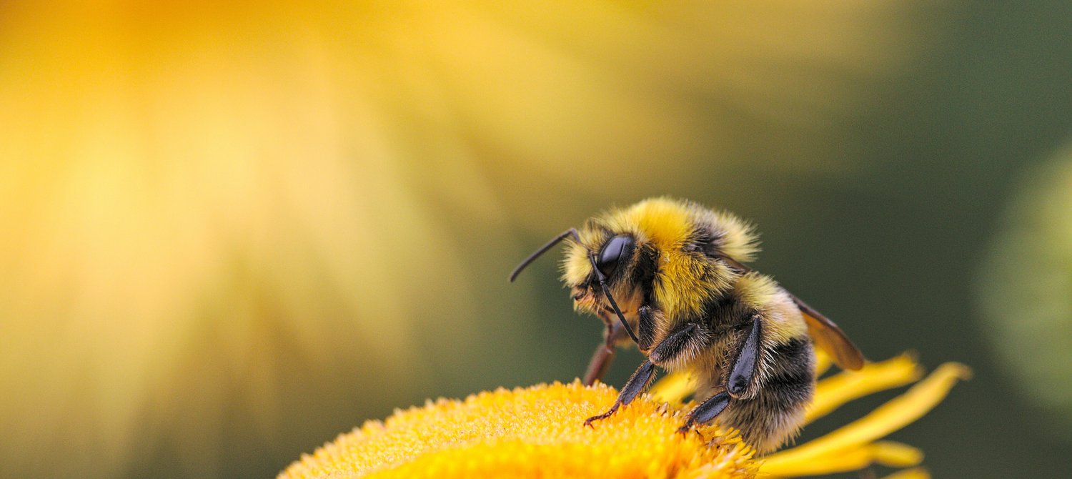 New Zealanders Urged to ‘Bee a Hero’ This September for Bee Aware Month