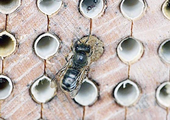 Native mason bees are unsung backyard heroes