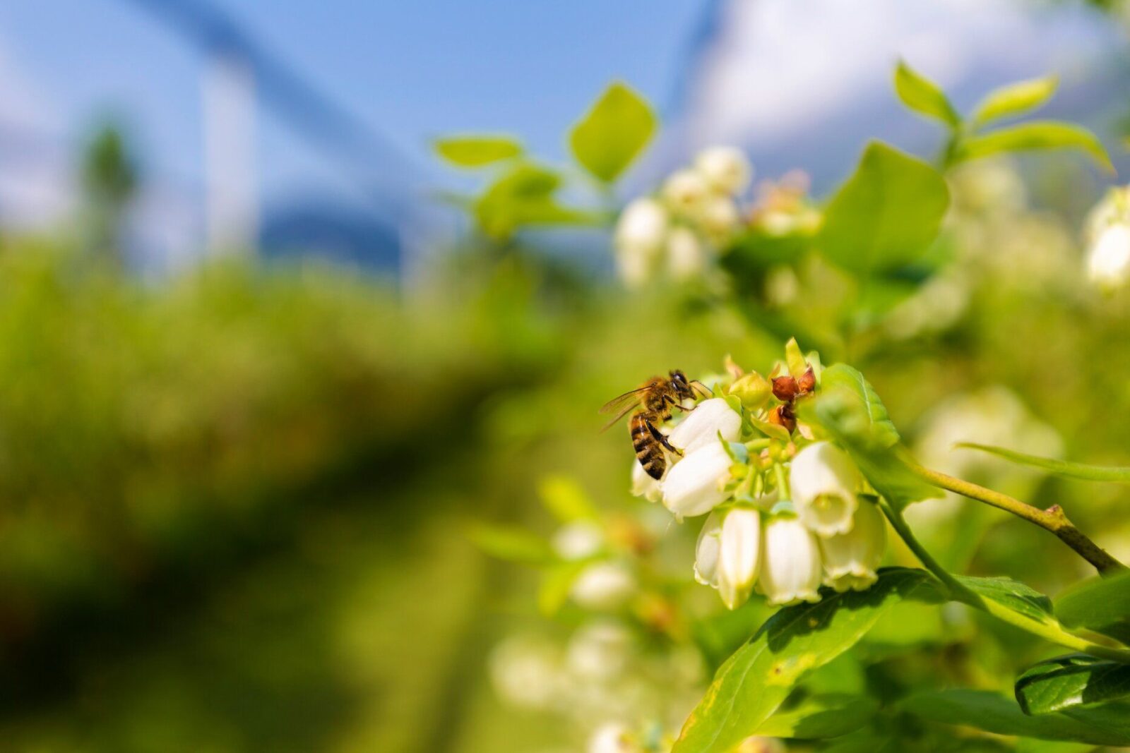 A Gardener's Guide to Identifying the Most Common Types of Bees