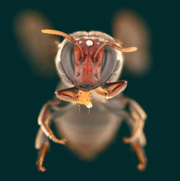Researchers Find Two Species of Low-Light-Foraging Bees in Australia