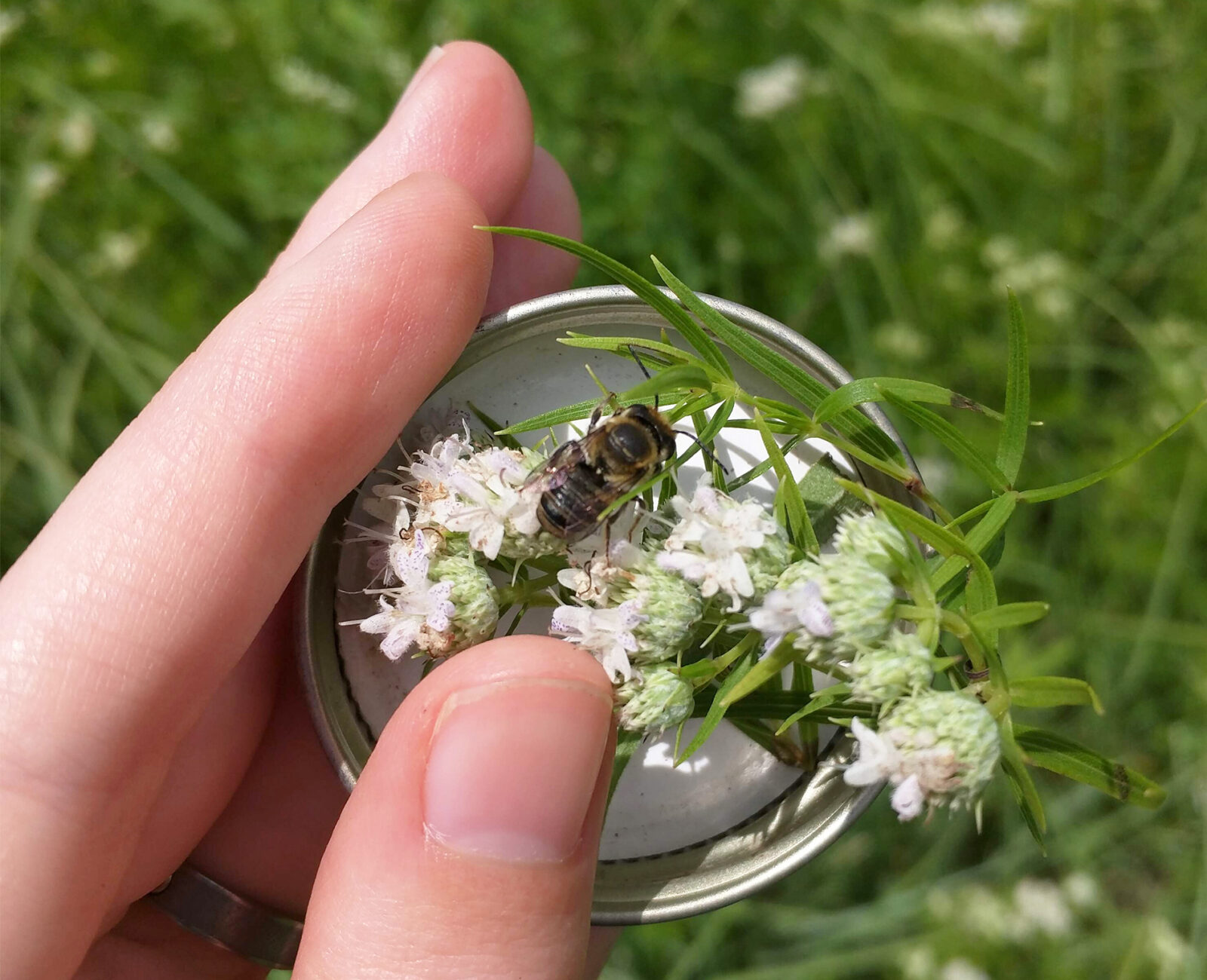 The buzz about native bees
