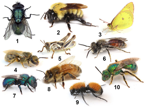How You Can Help Count and Conserve Native Bees