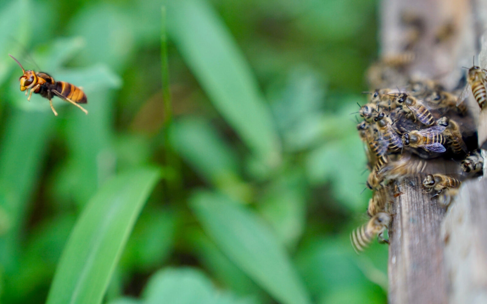 I See You: Honey Bees Use Contagious and Honest Visual Signal to Deter Attacking Hornets
