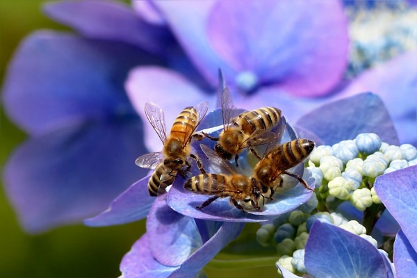Surprising Similarity Between Honey Bee and Human Interaction Unveiled