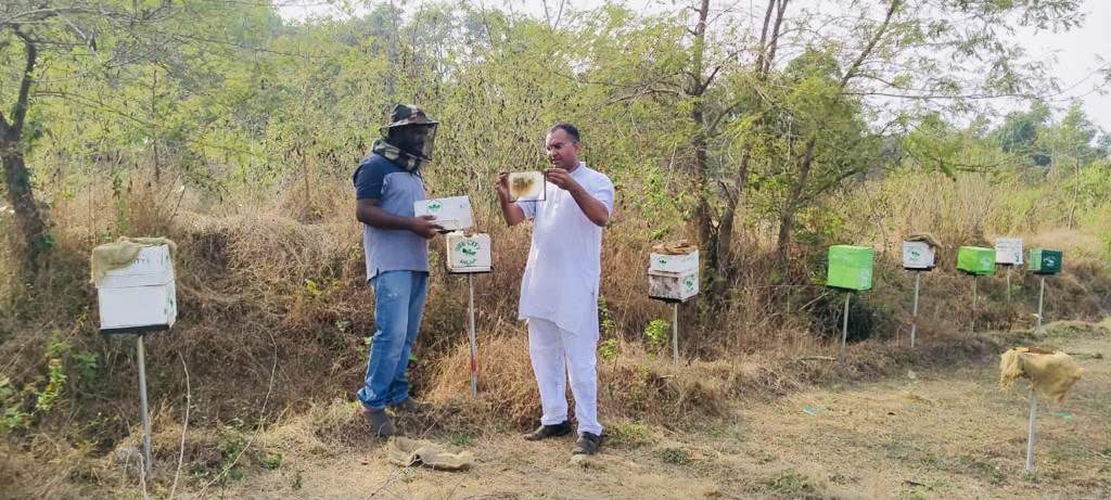 Maharashtra: Bees halt hungry elephants eyeing crops, cut human-animal conflict