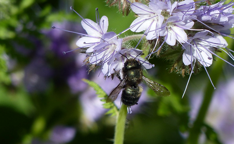 OSU study: Bees respond to wildfire aftermath with more female offspring