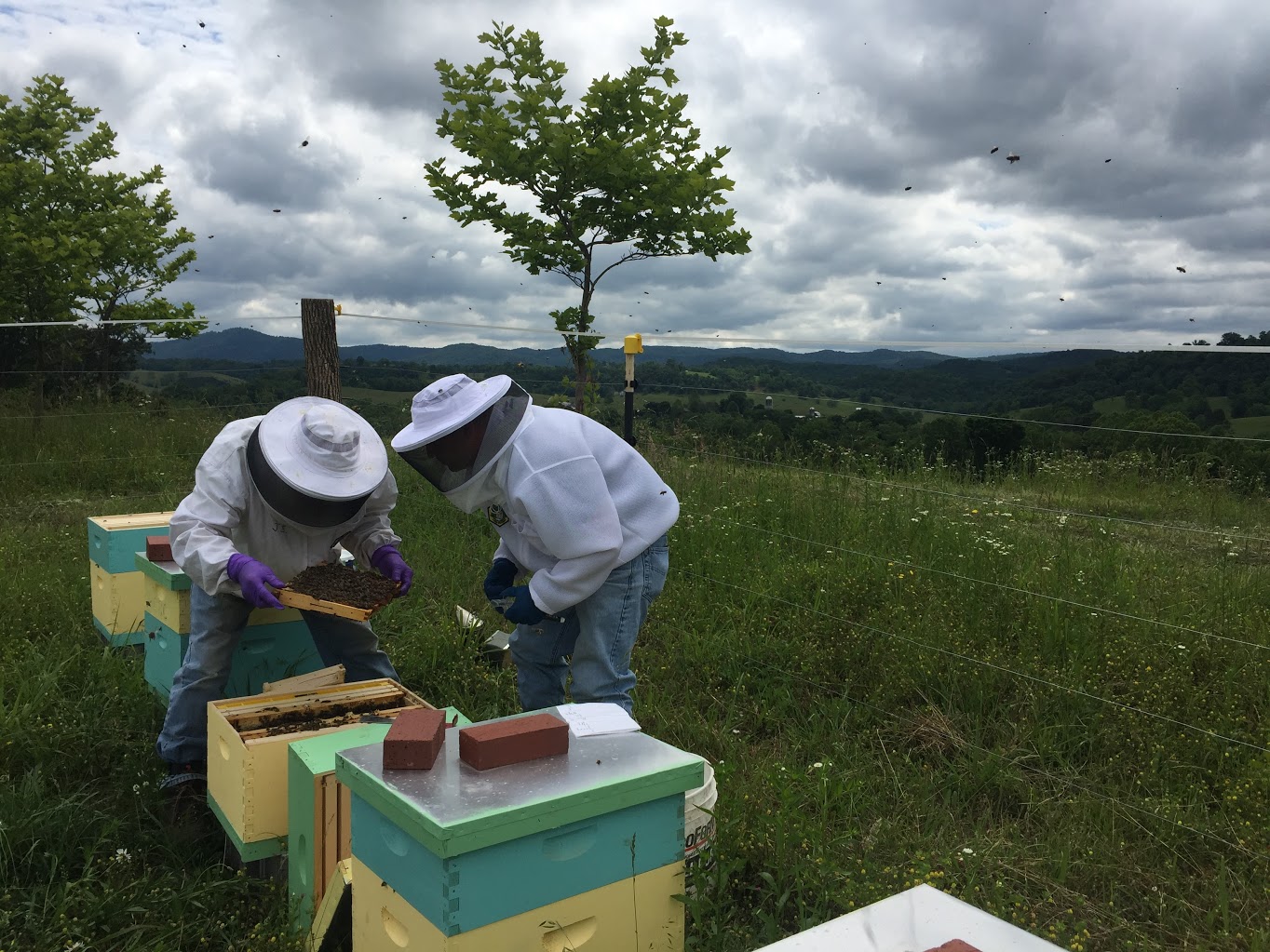 Appalachian Grown: Broadband and Bees