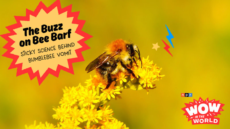 The Buzz on Bee Barf! (encore)