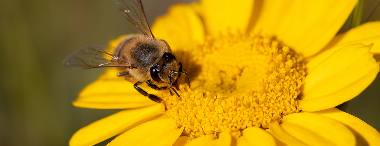 Good news for honey bees from 150-year-old museum specimens
