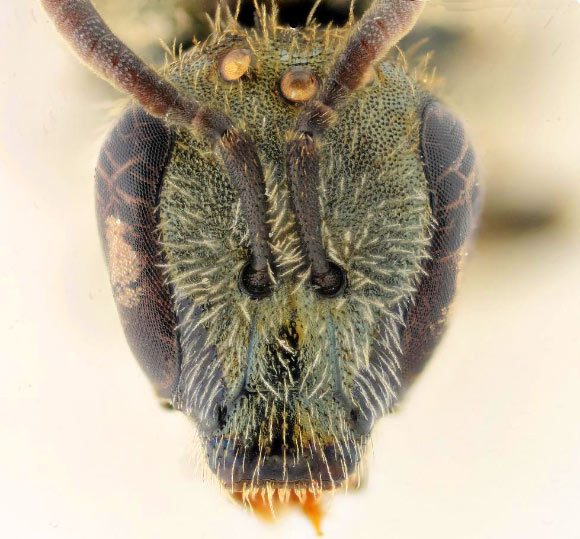 New Species of Wild Bee Discovered in Israel