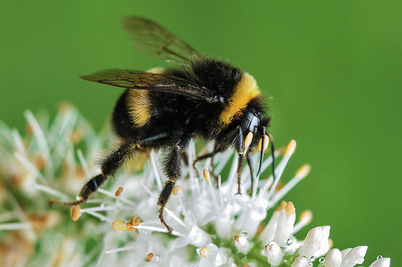 Let’s hear it for mason bees: all the benefit, none of the sting