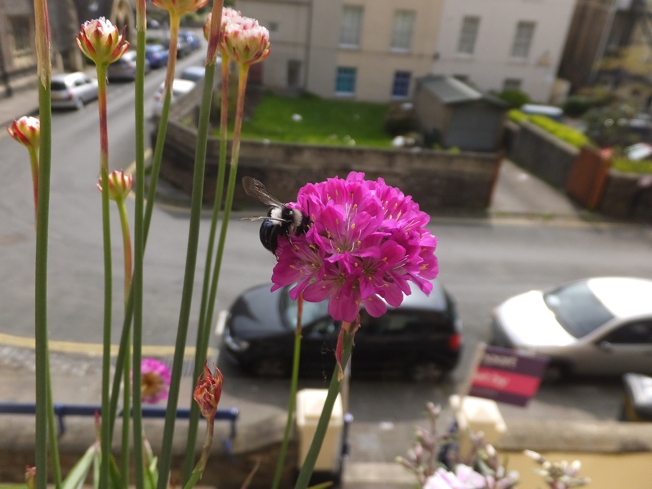 Home Gardens Crucial to Survival of Urban Bees