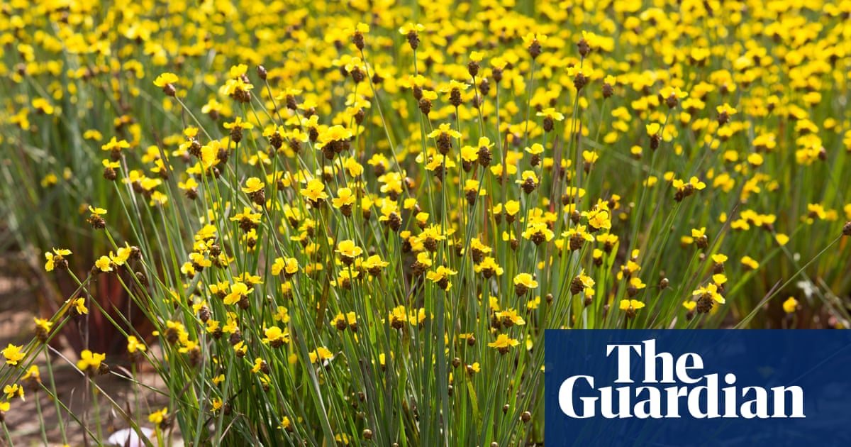 Plantwatch: fungus creates fake fragrant flowers to fool bees