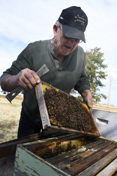 Spring offers fresh opportunities to support area bee population