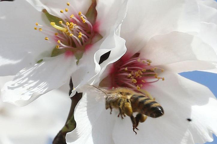 Apiary industry issues tips for taking sting out of bee theft