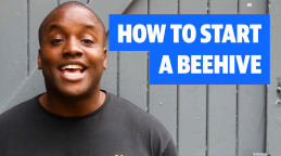 Bee Happy: How to start a beehive at home