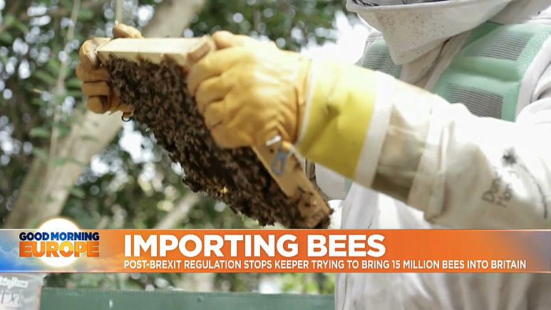 Post-Brexit rules keep European bees out of Britain