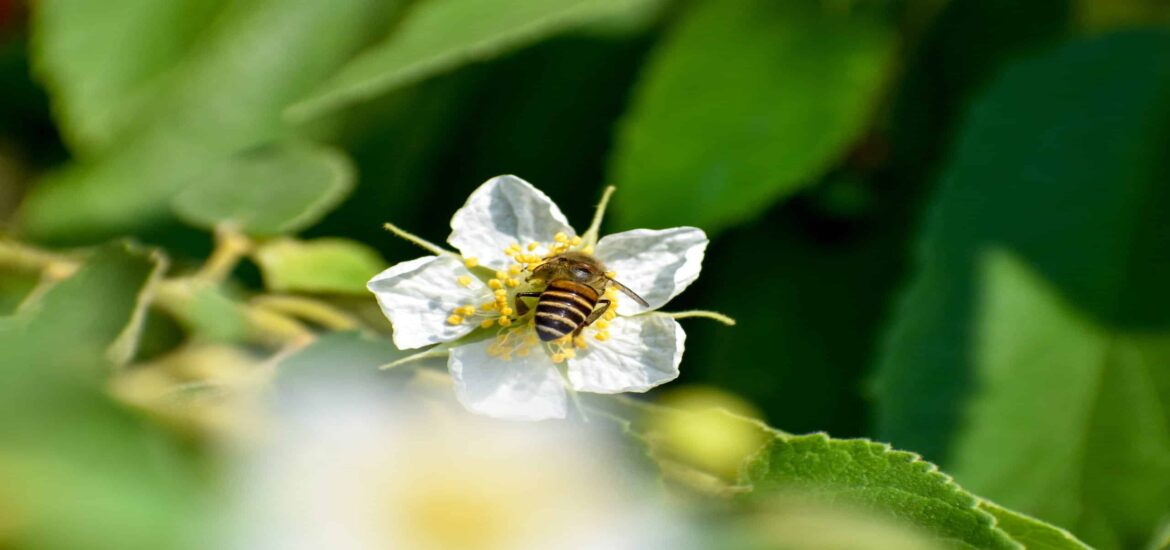 A diversity of flowering plants is key to bees and bumblebees