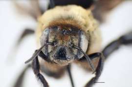 Researchers record first-ever Canadian sighting of bee species in Windsor park